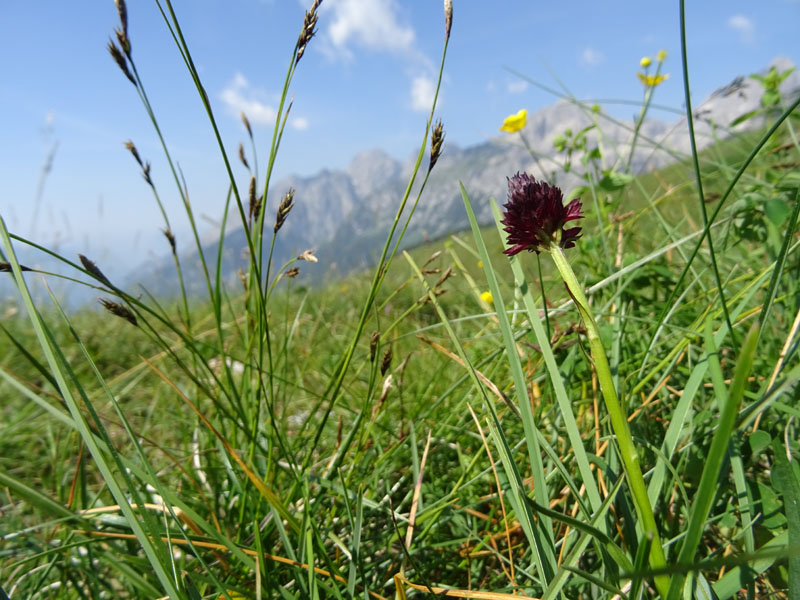 Nigritella rhellicani